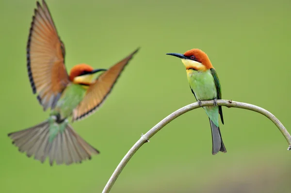 Bee eater Bird — Stock Photo, Image