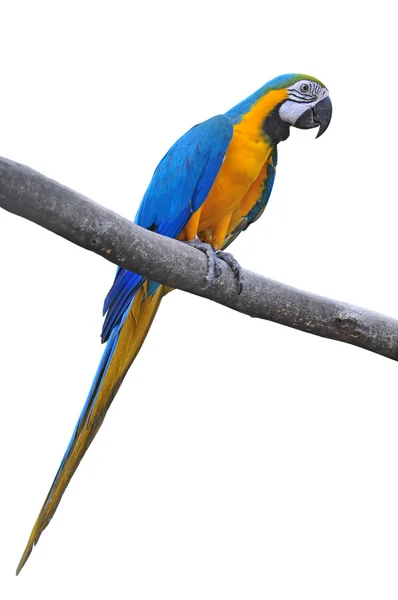 Macaw isolate — Stock Photo, Image