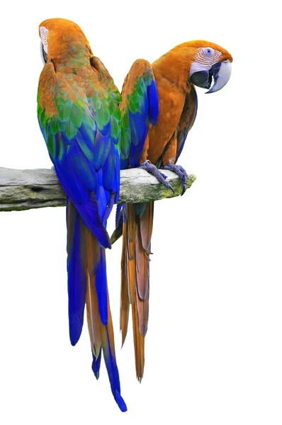 Papoušek izolátu — Stock fotografie