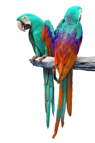Macaw isolate — Stock Photo, Image