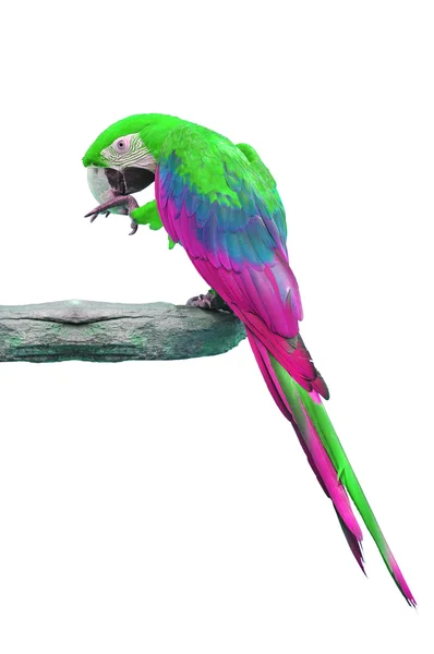 Barevné růžovo zelený papoušek — Stock fotografie