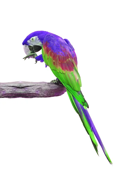 Guacamayo colorido púrpura y verde — Foto de Stock