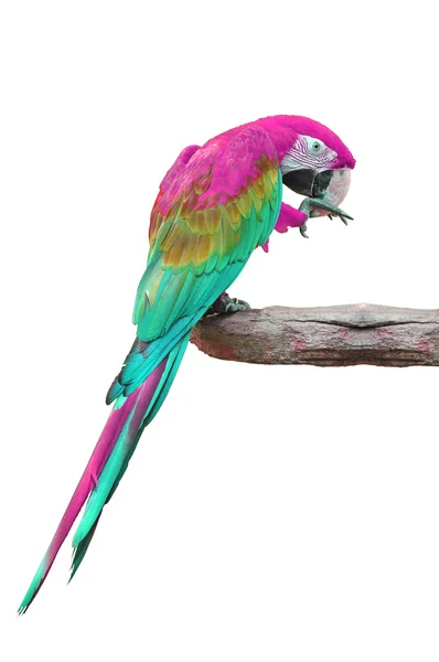 Colorful pink-and-green Macaw — Stock Photo, Image