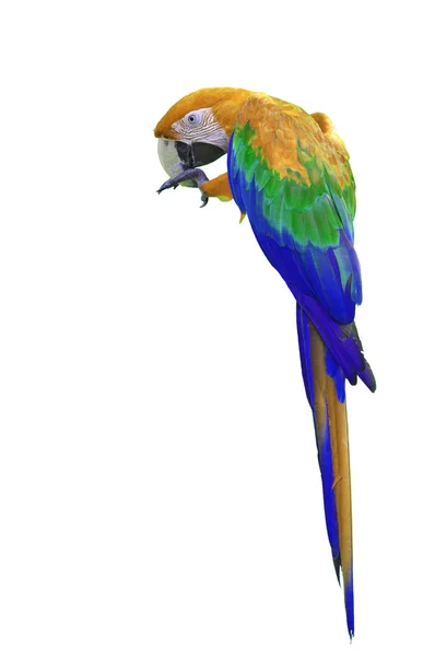 Színes orángután-kék ara — Stock Fotó