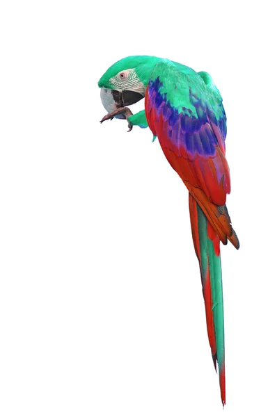 Renkli kırmızı ve yeşil Amerika papağanı — Stok fotoğraf