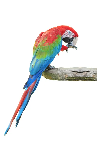 Värikäs punainen-ja-vihreä Macaw — kuvapankkivalokuva