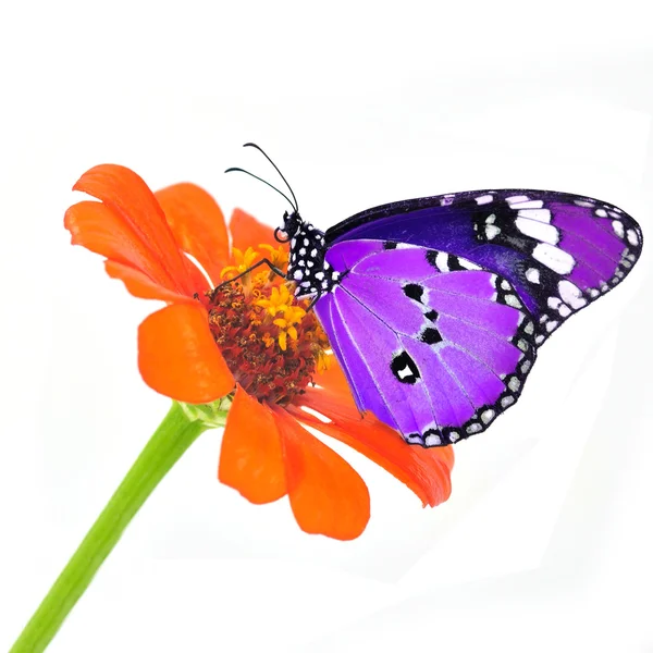 Farfalla su un fiore — Foto Stock