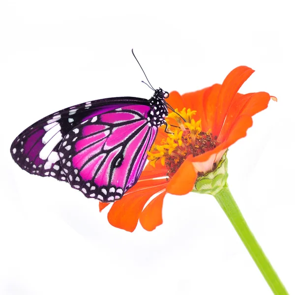 Schmetterling auf einer Blume — Stockfoto