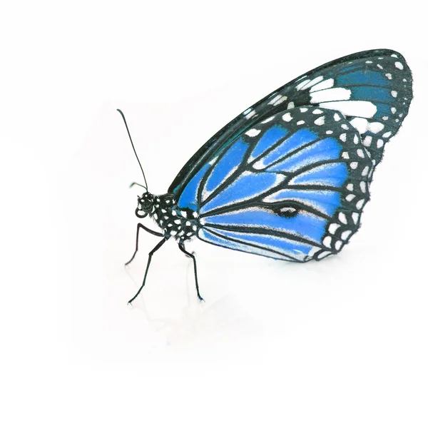 Borboleta azul — Fotografia de Stock