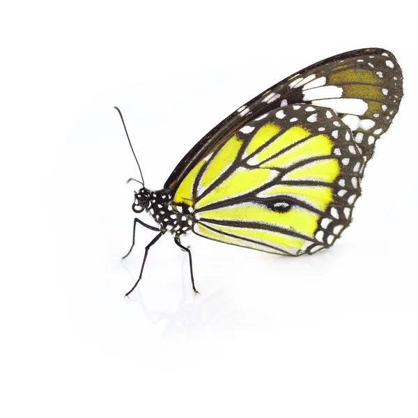 Mariposa amarilla — Foto de Stock