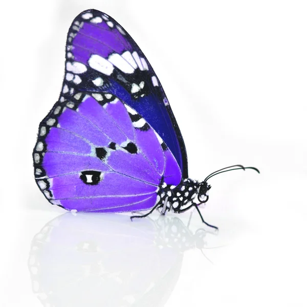 Purple Butterfly — Stock Photo, Image