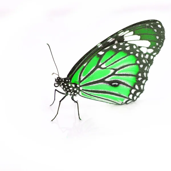 Mariposa verde — Foto de Stock