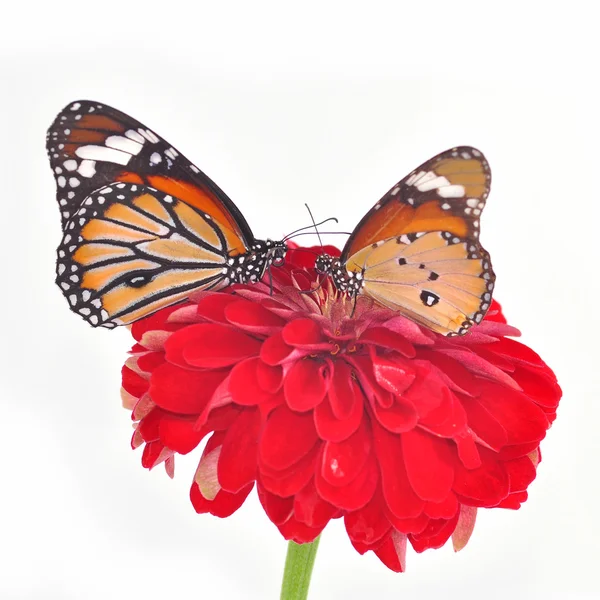 Mariposa en una flor — Foto de Stock