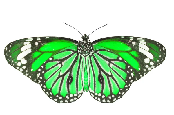 Mariposa verde —  Fotos de Stock