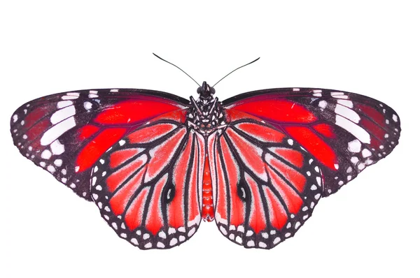 Roter Schmetterling — Stockfoto