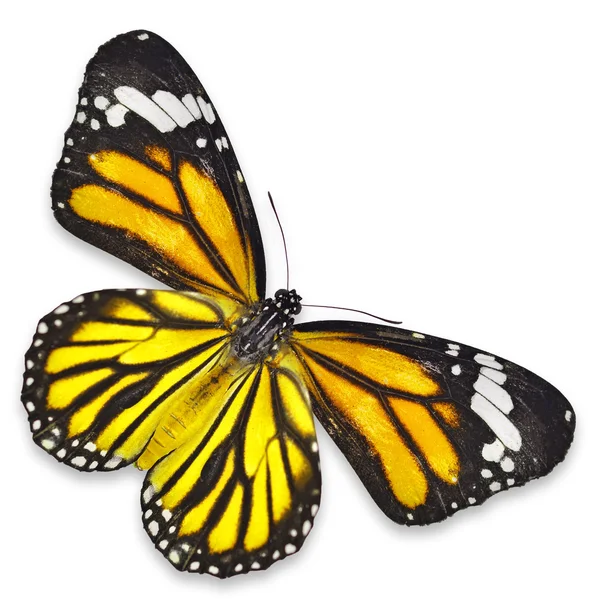 Жовтий метелик — стокове фото