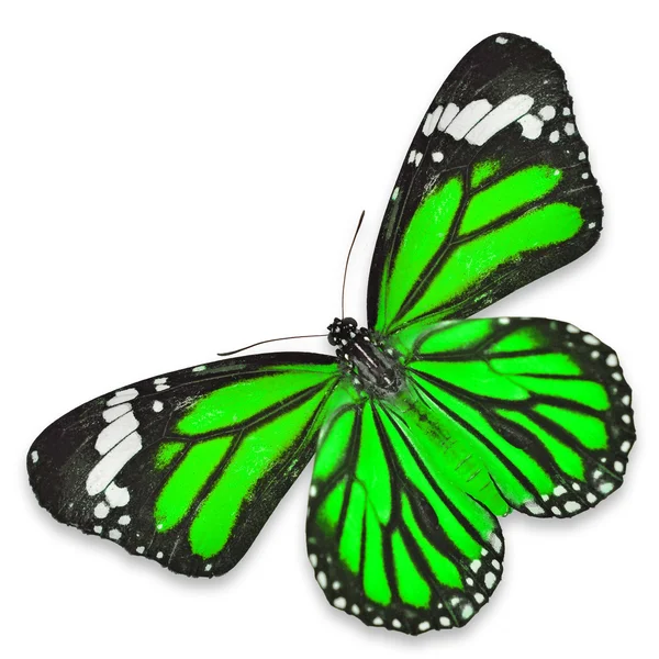 Mariposa verde — Foto de Stock