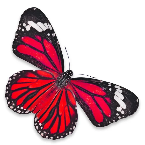 Red Butterfly — Stock Photo, Image