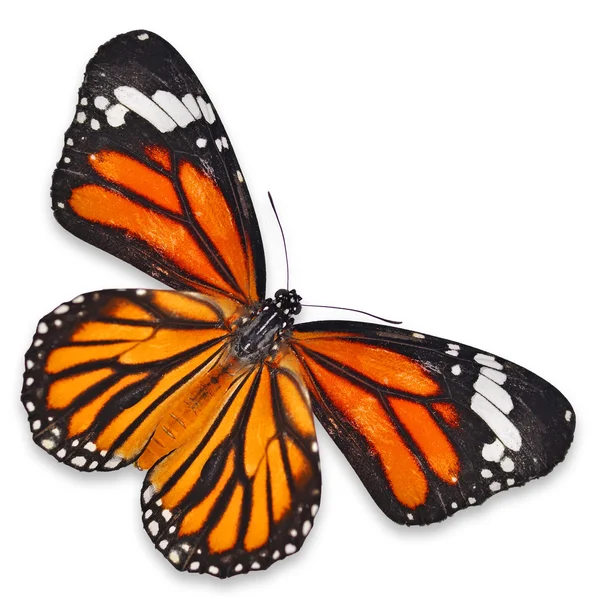 Mariposa monarca — Foto de Stock