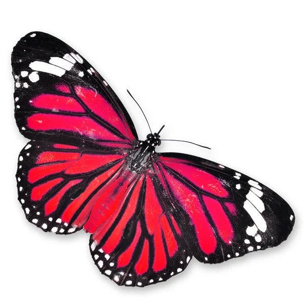 Roter Schmetterling — Stockfoto