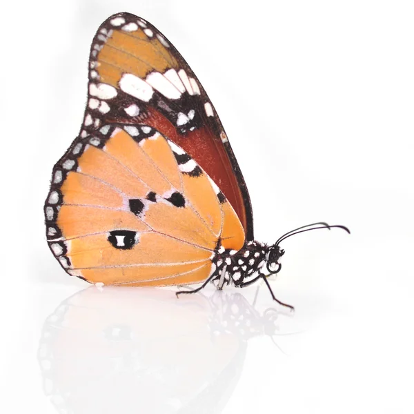 Plain Tiger Butterfly — Stock Photo, Image