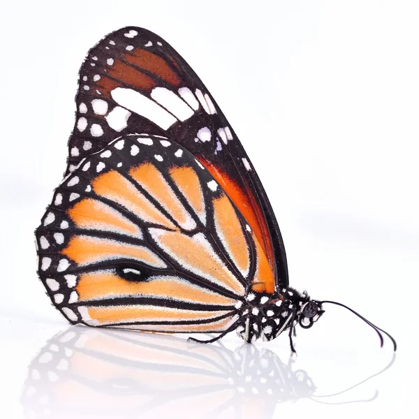 Monarch Butterfly — Stock Photo, Image