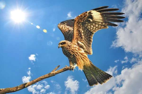 Black kite — Stock Photo, Image