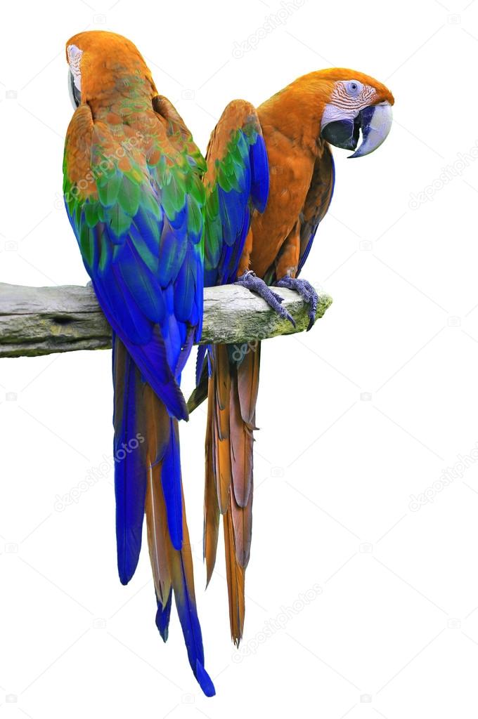 Macaw isolate