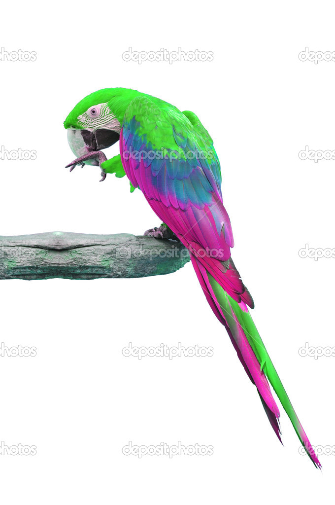 Colorful pink-and-green Macaw
