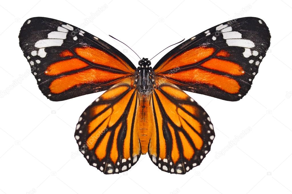 monarch Butterfly