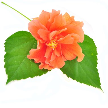 hibiscus çiçeği