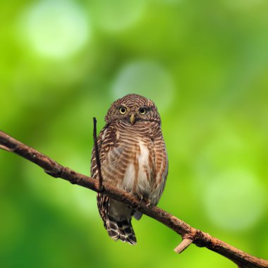Asya çubuklu owlet