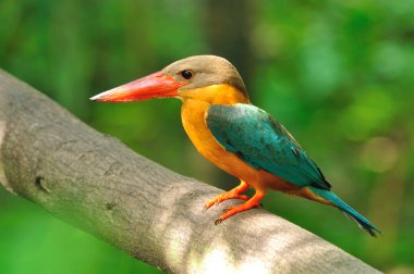 Leylek gagalı kingfisher