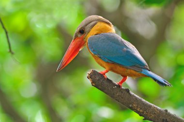 Leylek gagalı kingfisher