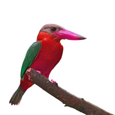 Leylek gagalı kingfisher
