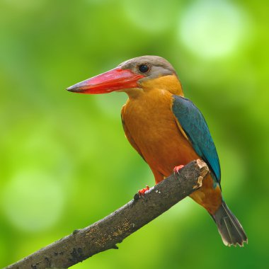 Leylek gagalı kingfisher