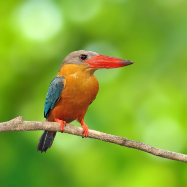 Leylek gagalı kingfisher