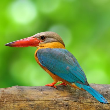 Leylek gagalı kingfisher