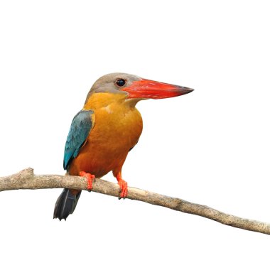 Leylek gagalı kingfisher
