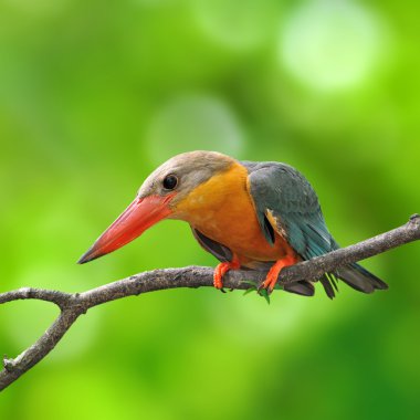 Leylek gagalı kingfisher