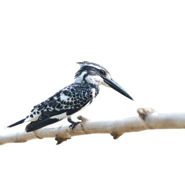 Pied Kingfisher