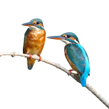 Ortak Kingfisher
