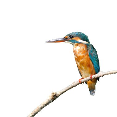 Ortak Kingfisher