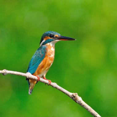 Ortak Kingfisher
