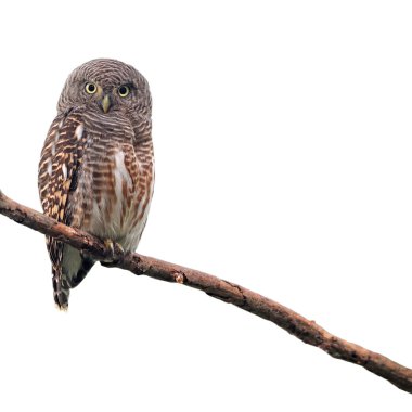 Asya çubuklu owlet