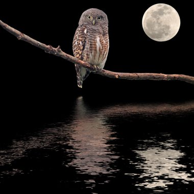 Asya çubuklu owlet