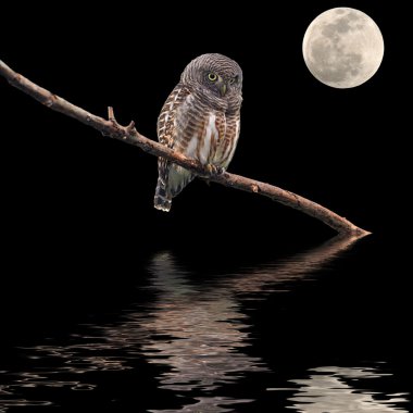 Asya çubuklu owlet