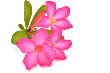 Impala lily çiçek