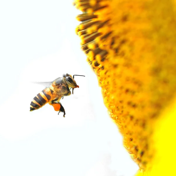 Biene und Sonnenblume — Stockfoto