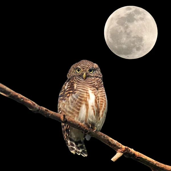 Asian Barred Owlet — Zdjęcie stockowe